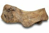 Hadrosaur (Edmontosaurus) Metatarsal (IV) - Wyoming #252284-1